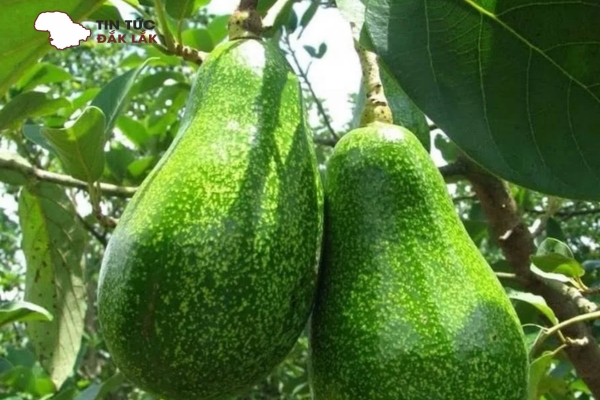 Bơ Trịnh Mười
