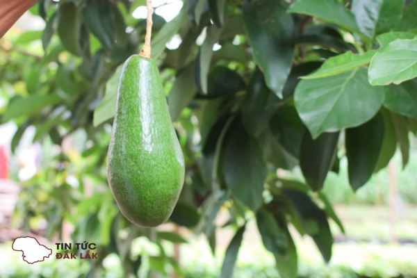Bơ Tứ Quý