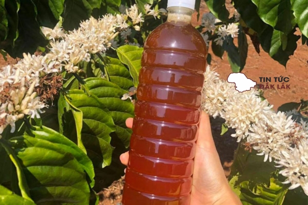 Tổng Quan Về Mật Ong Hoa Cà phê
